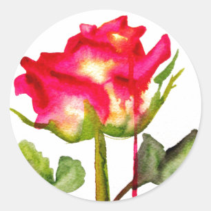 Hybrid Tea Rose watercolor modern flower art Classic Round Sticker