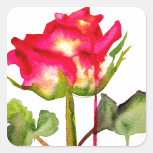 Hybrid Tea Rose watercolor modern flower art Square Sticker