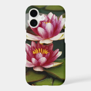 Hybrid water lilies