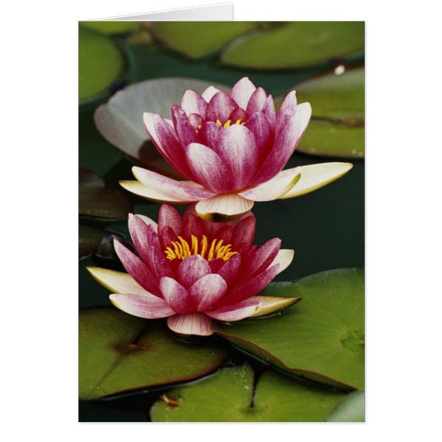 Hybrid water lilies (Front)