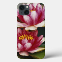 Hybrid water lilies