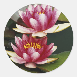 Hybrid water lilies classic round sticker