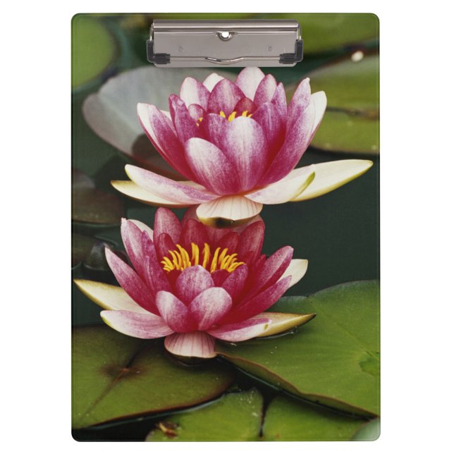Hybrid water lilies clipboard (Front)
