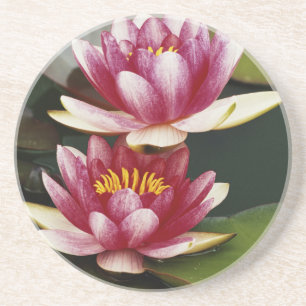 Hybrid water lilies coaster