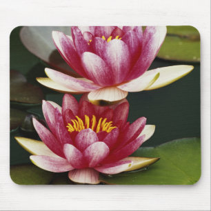 Hybrid water lilies mouse mat