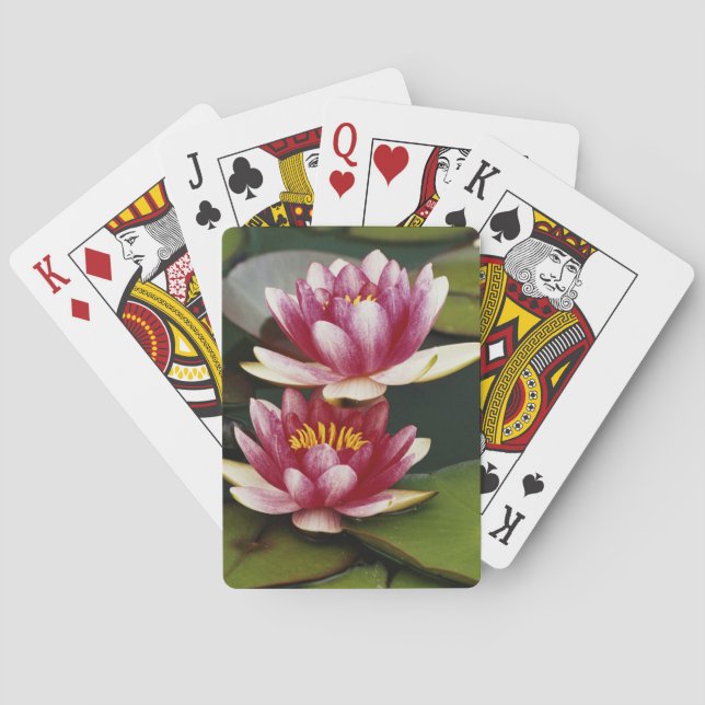 Hybrid water lilies playing cards (Back)