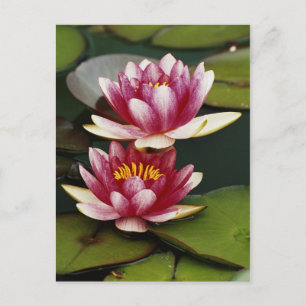 Hybrid water lilies postcard