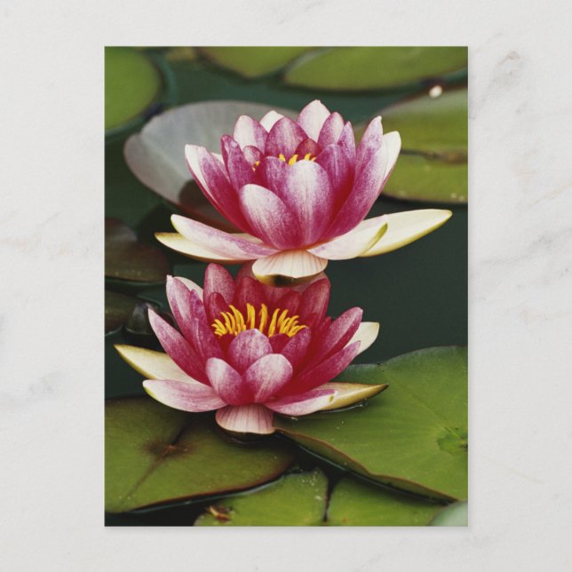 Hybrid water lilies postcard (Front)