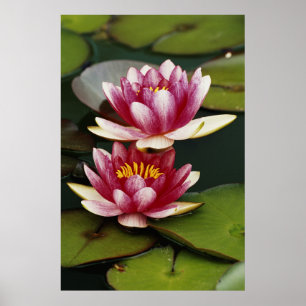 Hybrid water lilies poster
