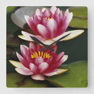 Hybrid water lilies square wall clock