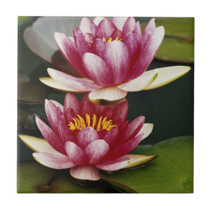 Hybrid water lilies tile