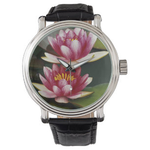 Hybrid water lilies watch