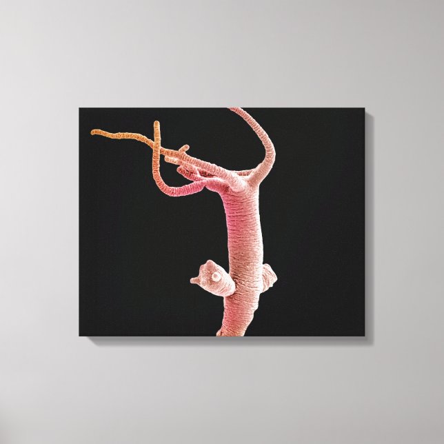 Hydra Littoralis Canvas Print (Front)