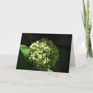 Hydrandgea Flower Card