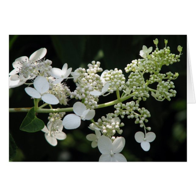 Hydrangea (Front Horizontal)