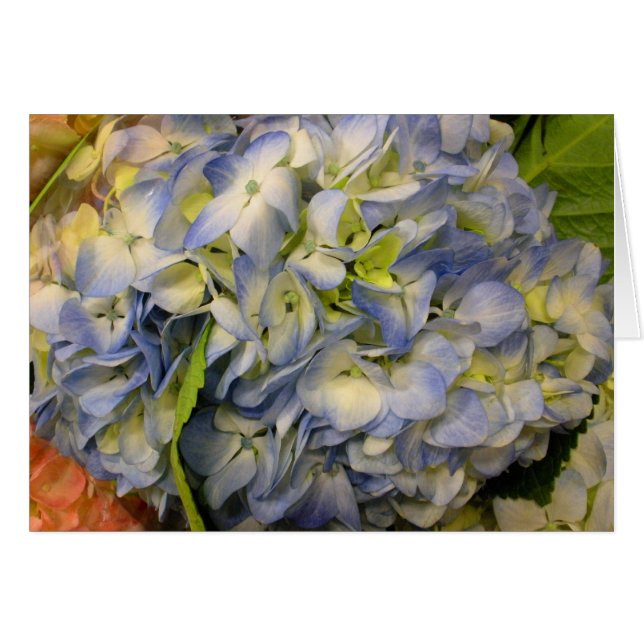 Hydrangea (Front Horizontal)