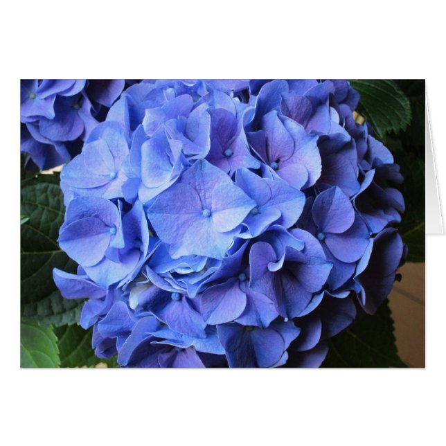 Hydrangea (Front Horizontal)