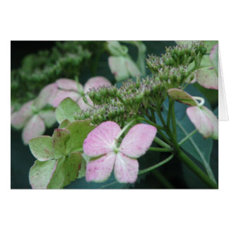 Hydrangea2