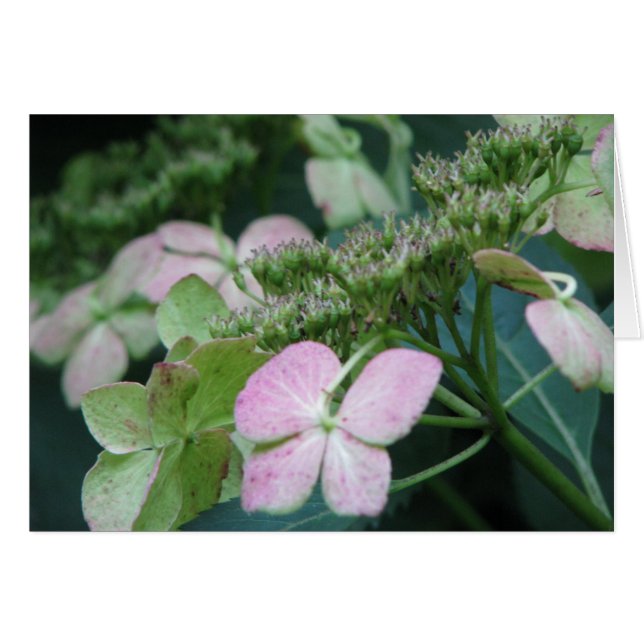 Hydrangea2 (Front Horizontal)