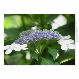 hydrangea3