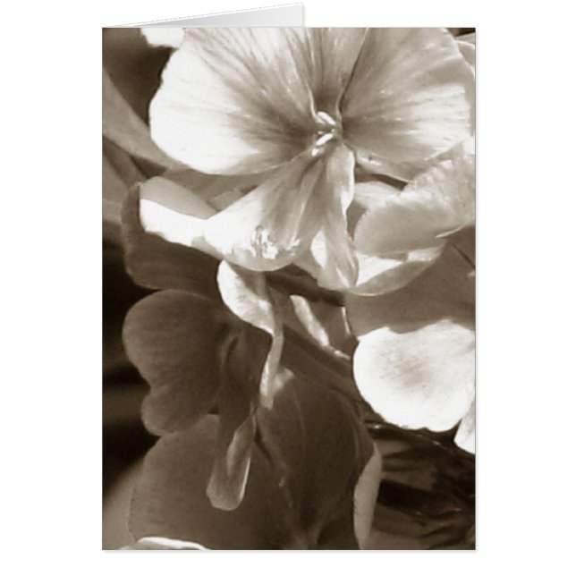 hydrangea4 (Front)