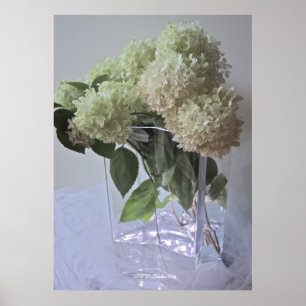 Hydrangea 18 poster