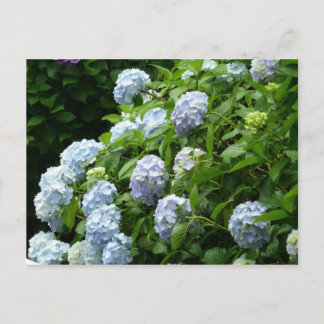 hydrangea　№1 postcard