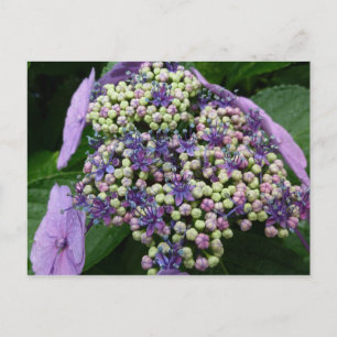 hydrangea　№4 postcard