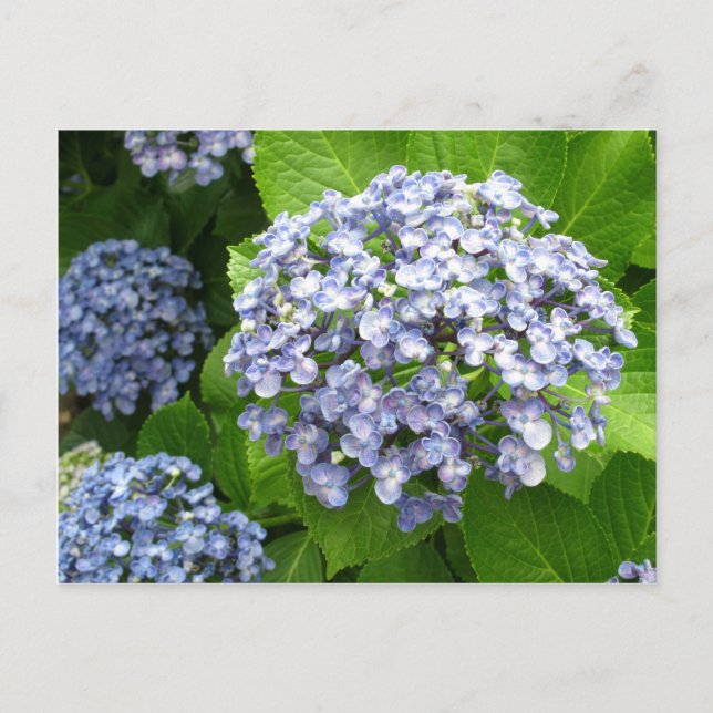 Hydrangea (ajisai): Japan Postcard (Front)