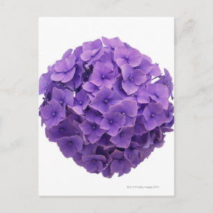 Hydrangea Ball Close-up Postcard