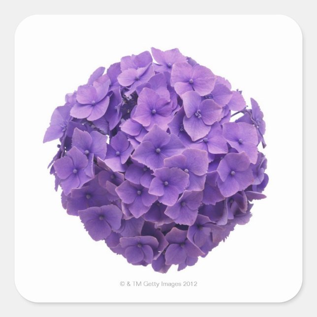 Hydrangea Ball Close-up Square Sticker (Front)