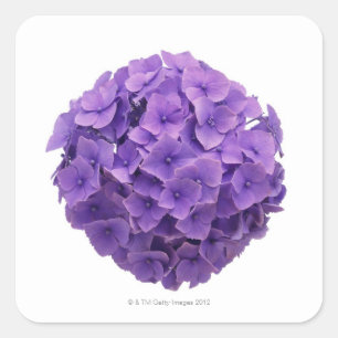 Hydrangea Ball Close-up Square Sticker