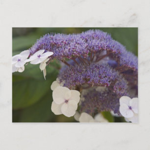Hydrangea bloom, Dr. Sun Yat-Sen Chinese garden Postcard