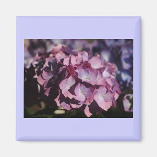 Hydrangea Blooms Magnet
