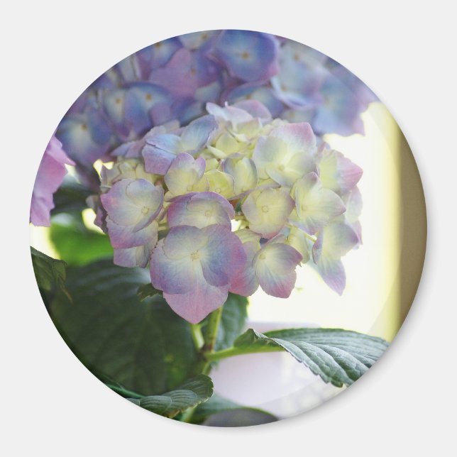 Hydrangea Blooms Magnet (Front)