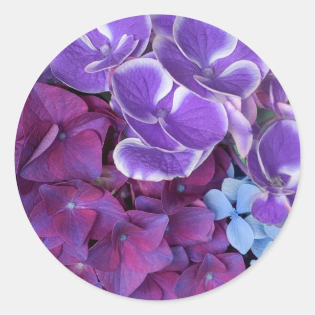 Hydrangea Blossoms Classic Round Sticker (Front)