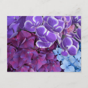 Hydrangea Blossoms Postcard
