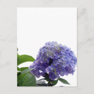 Hydrangea Bush Postcard