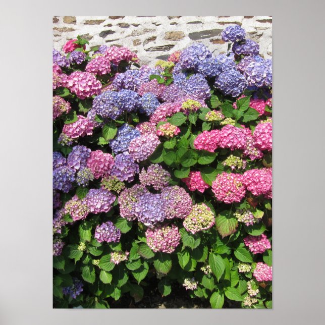 Hydrangea bush poster (Front)