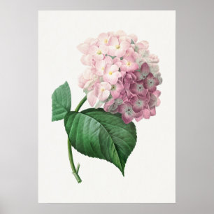 Hydrangea by Pierre-Joseph Redouté (1759–1840) Poster