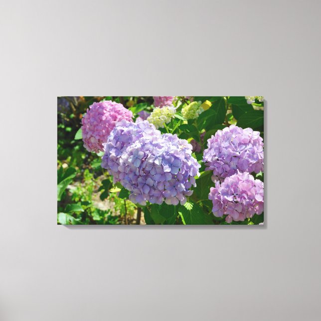 Hydrangea Canvas Print (Front)