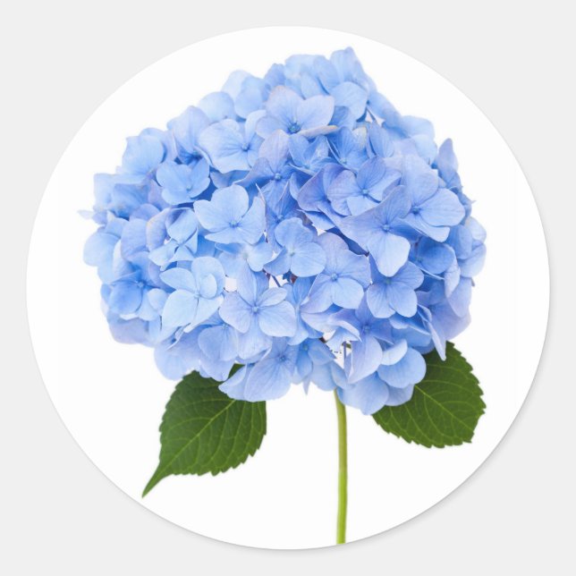 Hydrangea Classic Round Sticker (Front)
