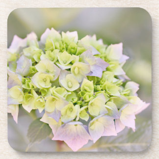 Hydrangea Coaster