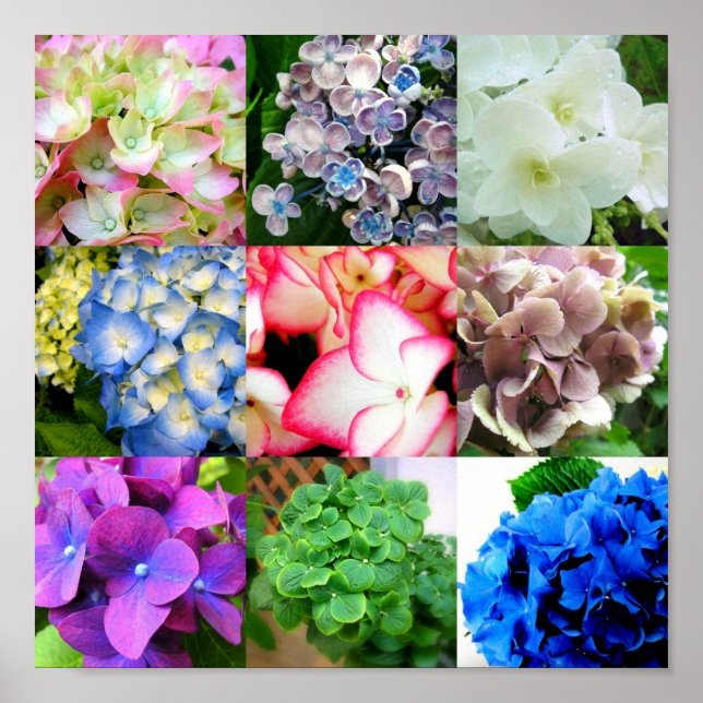 Hydrangea Collage Poster (Front)