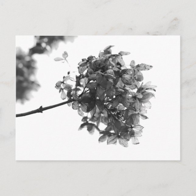 Hydrangea Dried Flower Postcard (Front)