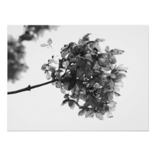 Hydrangea Dried Flower Poster