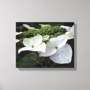 Hydrangea - Floral Photography - Canvas