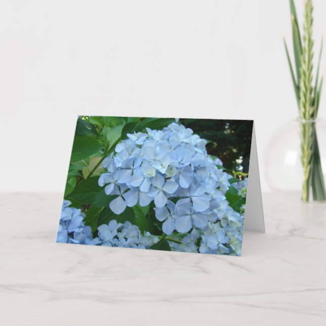 Hydrangea Flower Cards Blue Hydrangeas Garden (Front)