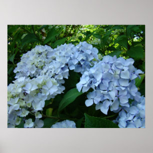 Hydrangea Flower Garden art prints Blue Hydrangeas
