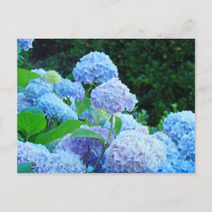 Hydrangea Flower Garden postcards Blue Hydrangeas
